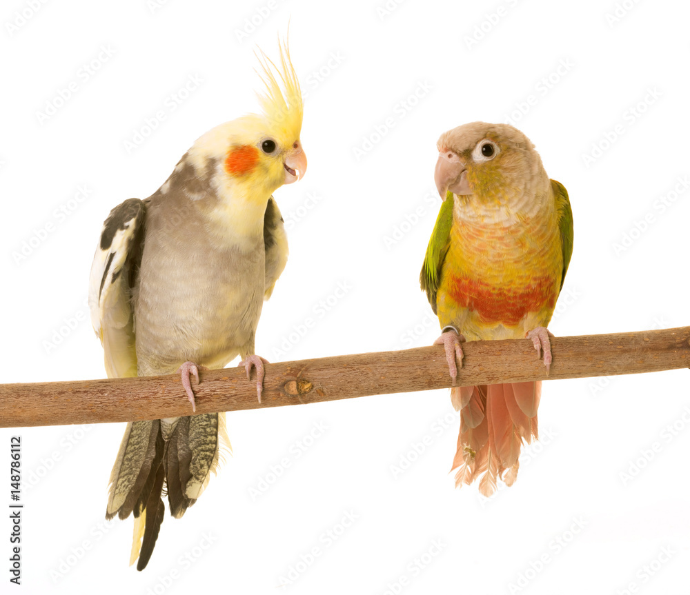 Fototapeta premium cockatiel and Green-cheeked parakeet