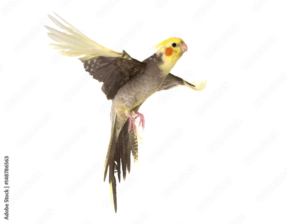 Fototapeta premium cockatiel flying in studio