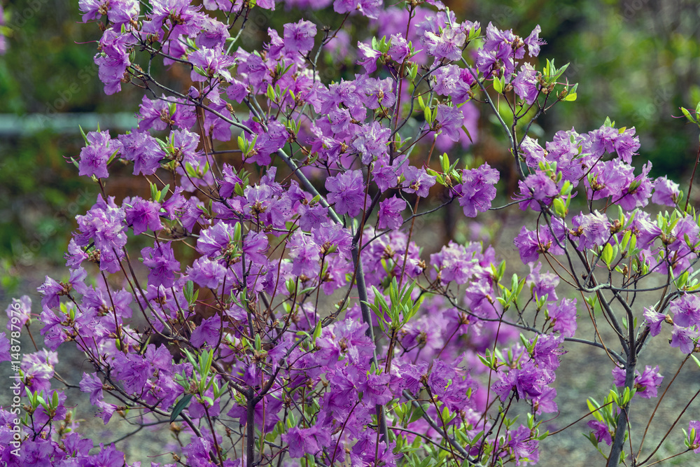 Flowers on the tree. Spring flowers