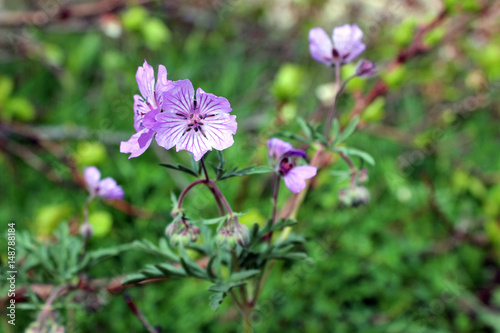 Garden vildflowers
