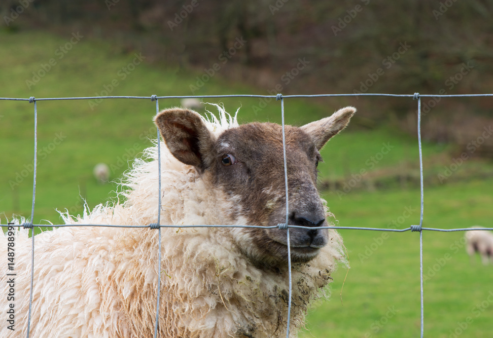 Fototapeta premium Sheep looking through fence