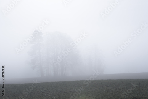Trees in thick fog.