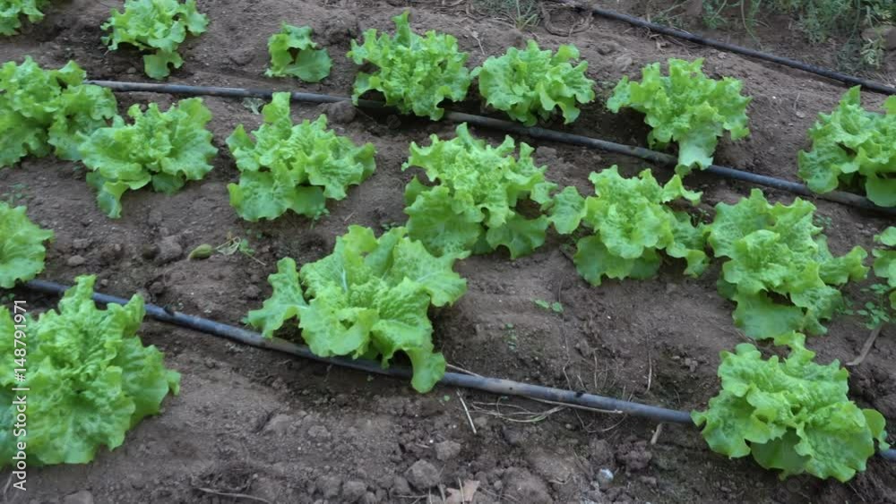 Row of lettuce cultivated in a greenhouse in an organic farm. Row of lettuce cultivated in a greenhouse in an organic farm.