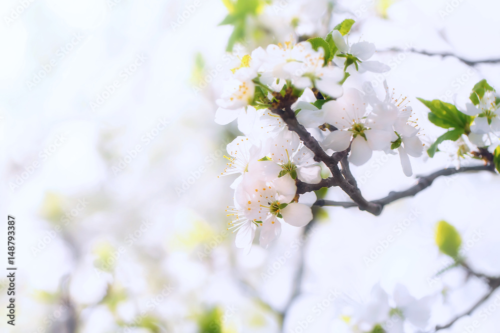 Blooming branch of a plum colorful sunny bright spring background