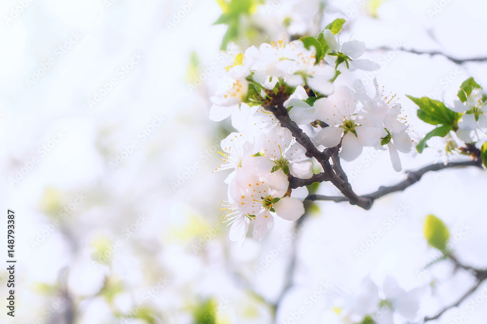 Blooming branch of a plum colorful sunny bright spring background Blooming branch of a plum colorful sunny bright spring background