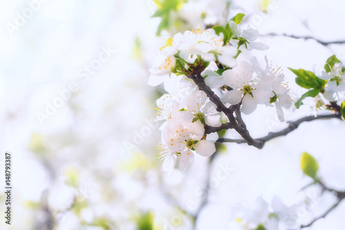 Blooming branch of a plum colorful sunny bright spring background © Olvita