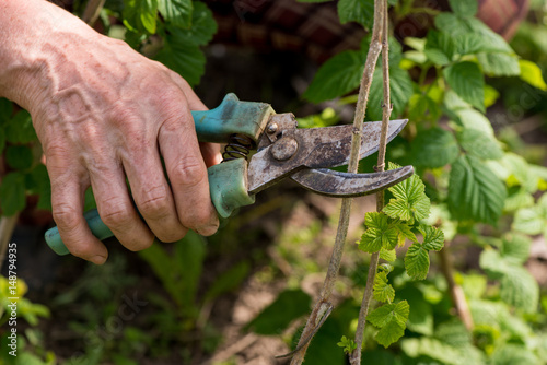 trimming bushes