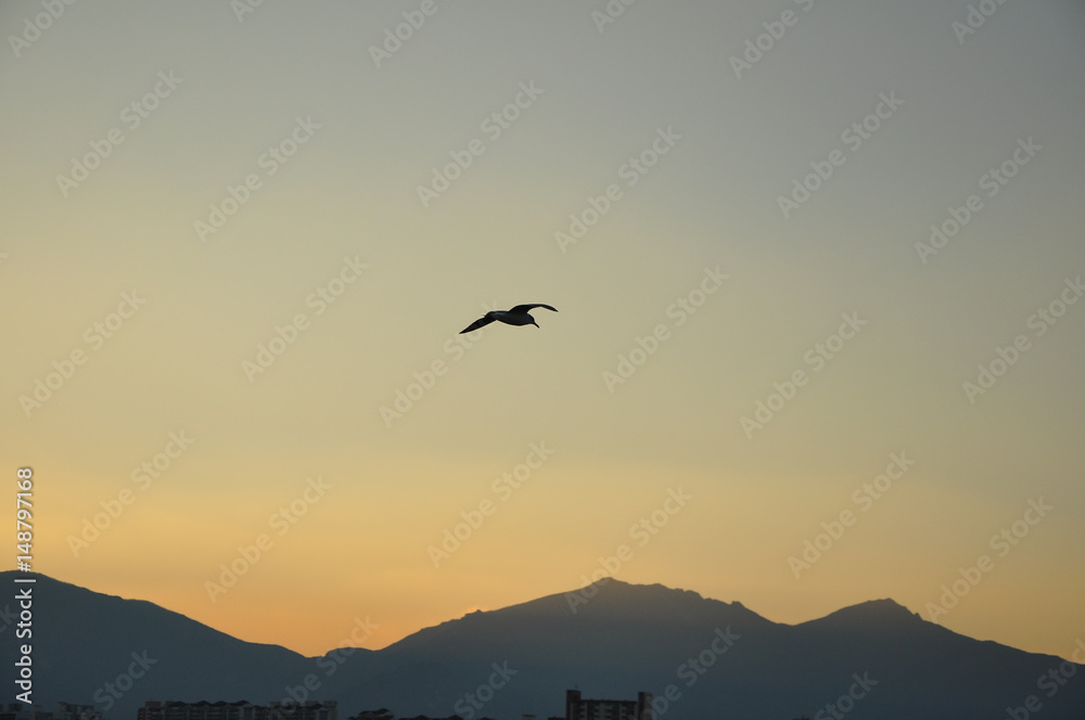 Naklejka premium a bird flying on a sunset sky with mountains on the background. sunset shadows over the bird.