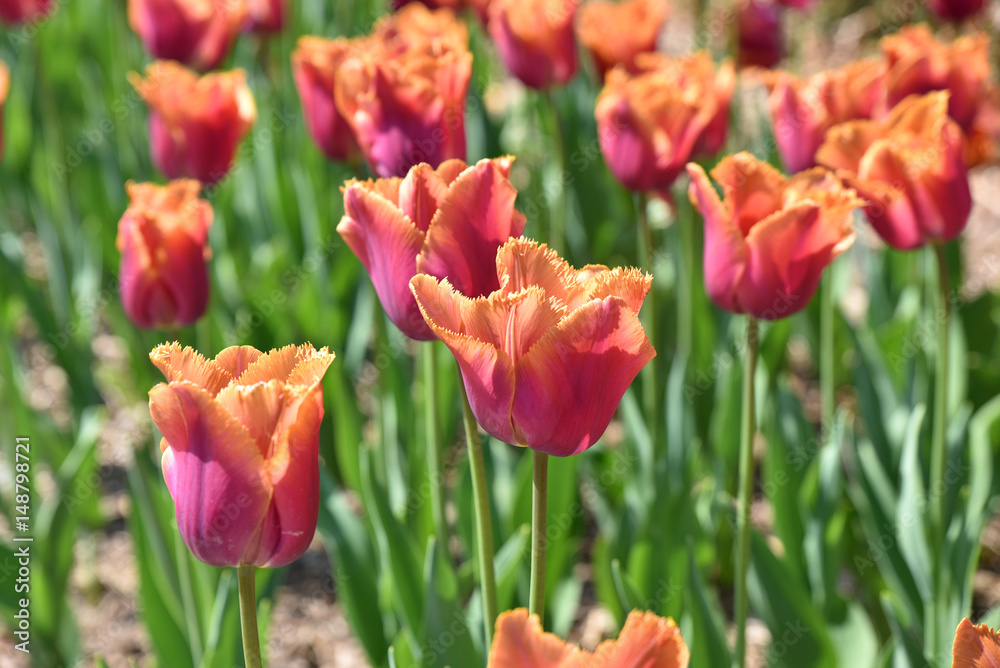 Tulipes dentelle orange au jardin au printemps Tulipes dentelle orange au jardin au printemps