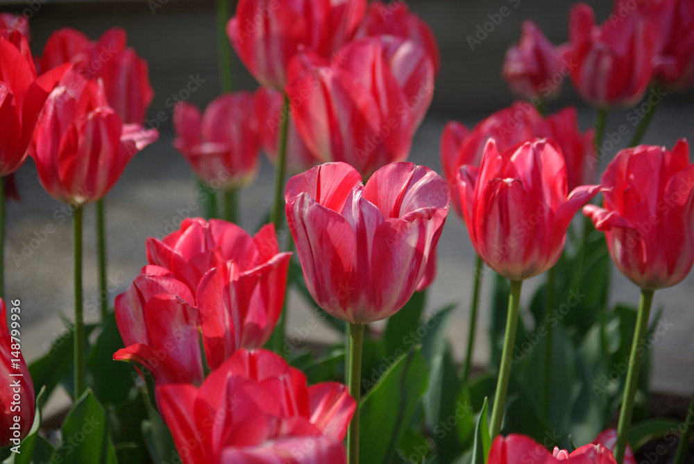 Tulipes roses au jardin au printemps
