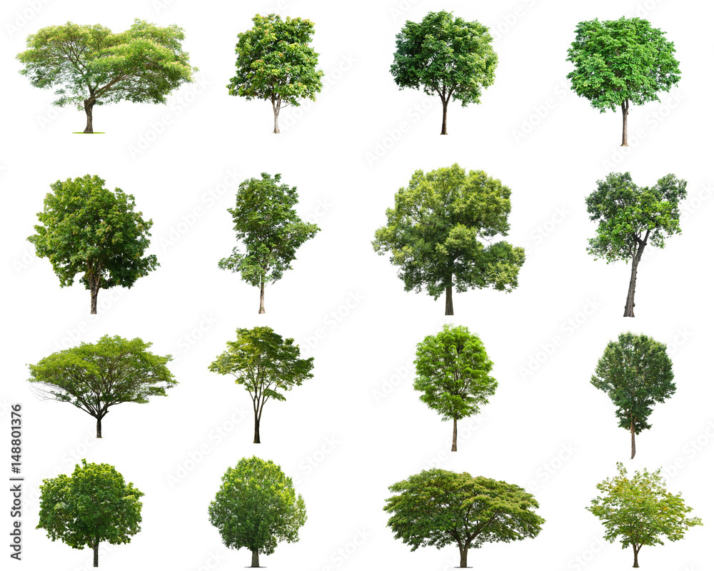 tree collectoin isolate on white background tree collectoin isolate on white background