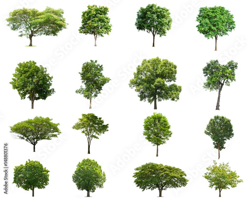 tree collectoin isolate on white background