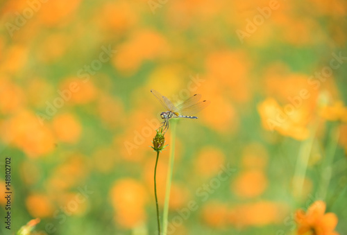 Dragonfly on the beautiful orange flower
