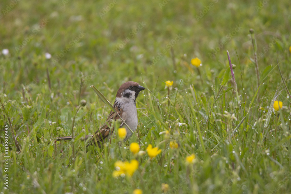 Obraz premium Spatz im Gras