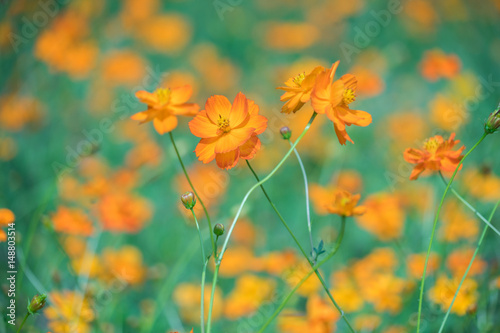 Beautiful orange flower garden