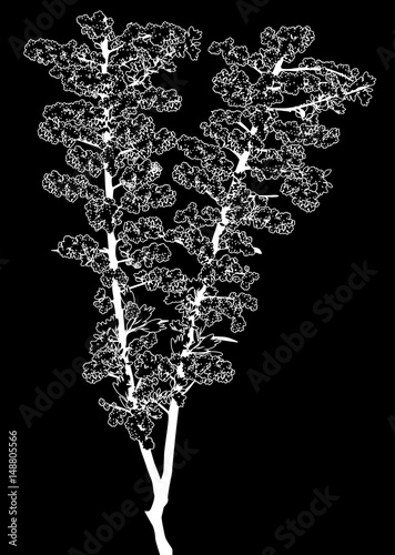 white sea-buckthorn sketch isolated on black