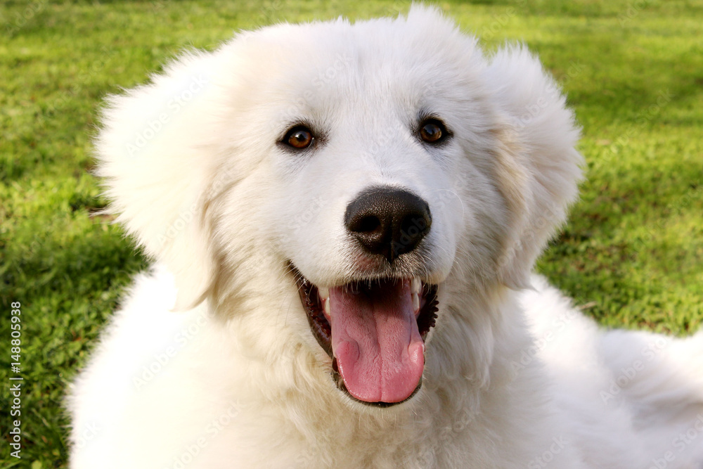 Cropped shot of a funny  puppy of white sheepdog lying in the green grass.