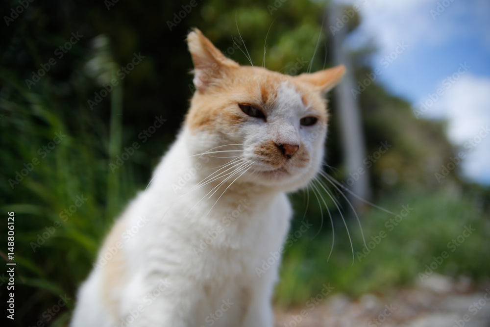 Island cat