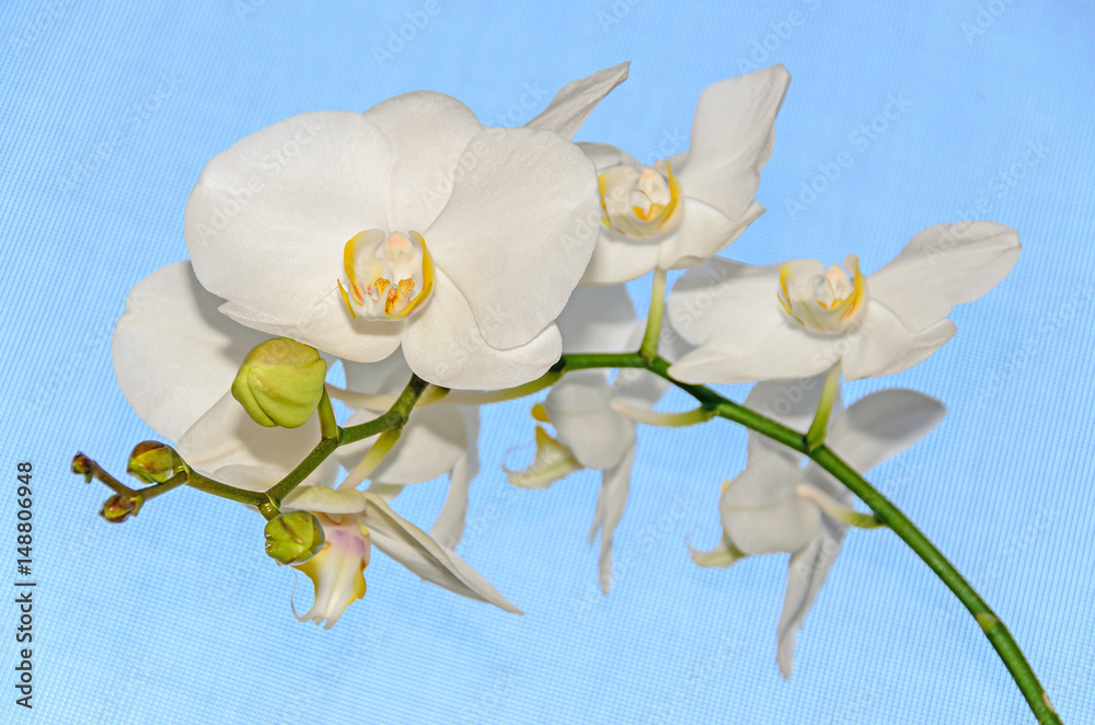 Obraz premium White orchid close up branch flowers, isolated blue background