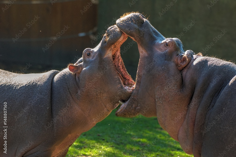 Two hippopotamuses with open mouths - whose mouth is bigger. hippopotamuses  fight love. Animal care. Funny animals. Playing Africa African  hippopotamuses Stock Photo | Adobe Stock