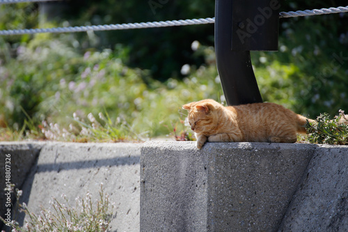 Island cat photo