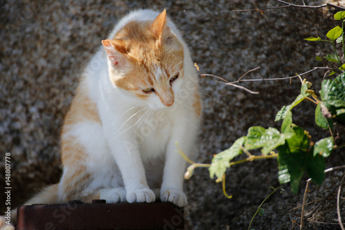 Island cat photo