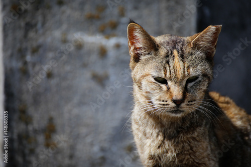 Island cat photo