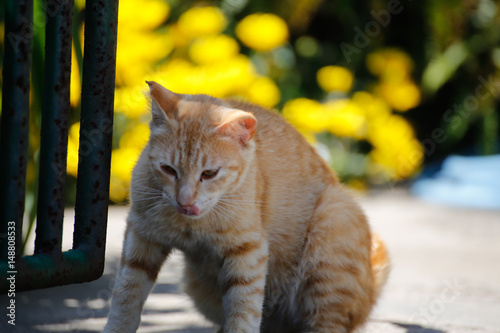 Island cat photo