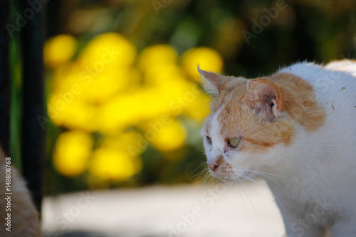 Island cat photo