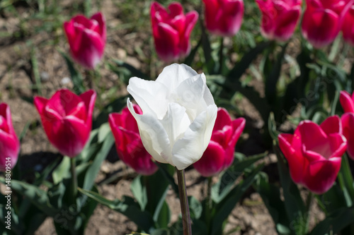 Three rows of tulips, the view of Tulipa Hibrida hort, Colour bolroyal pink. Randomly one white