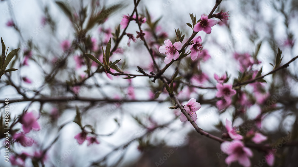 Spring blossom branch of a blossoming tree on garden background Spring blossom branch of a blossoming tree on garden background