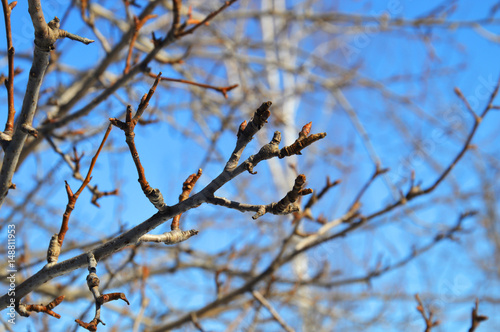 Branches of an apple tree with buds on blue sky background
