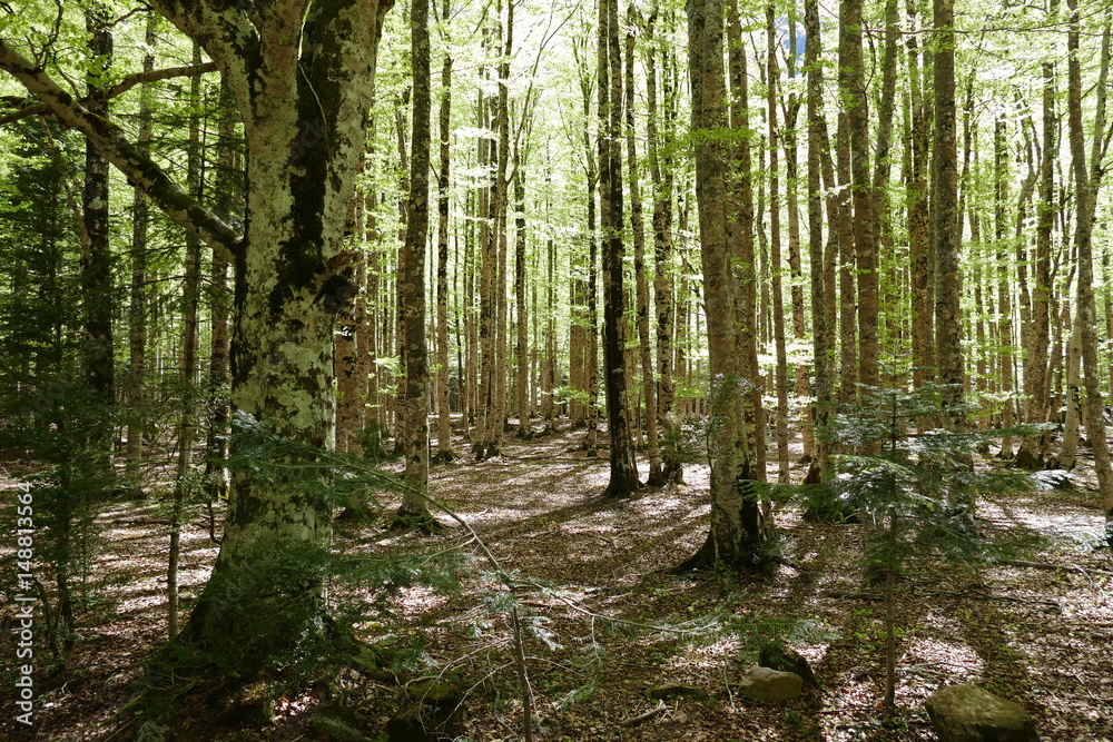 Fototapeta Forêt de bouleaux