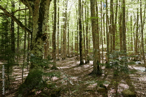 Forêt de bouleaux © pipobimbo