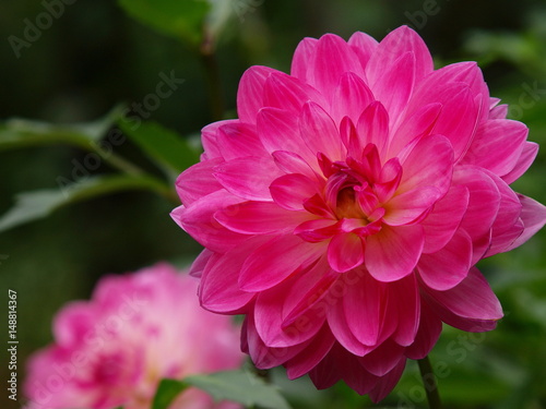 ダリア咲く花壇