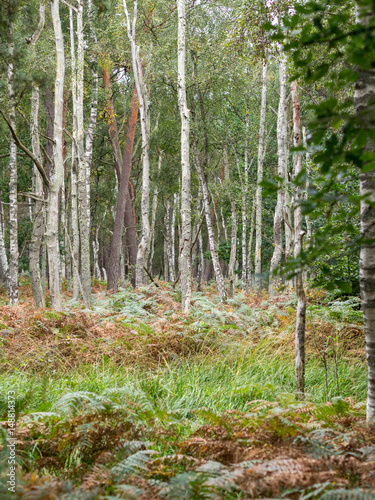 Urwald Darß photo