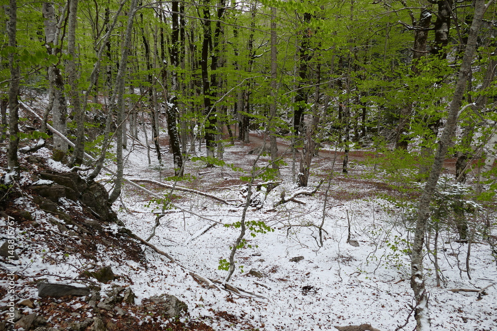 Obraz premium Sous bois enneigé