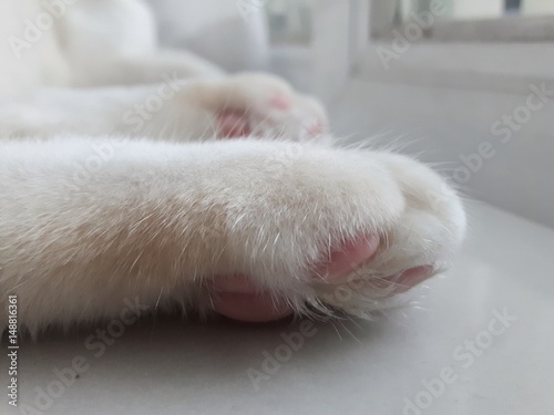 White cat paw