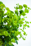 Green flower Euphorbia cyparissias cypress spurge