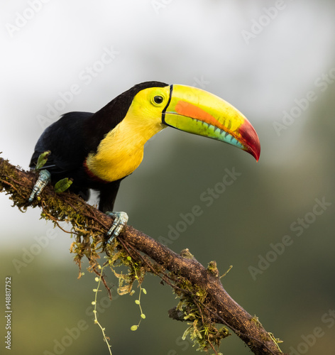 Toucan perched on a tree branch in Costa Rica