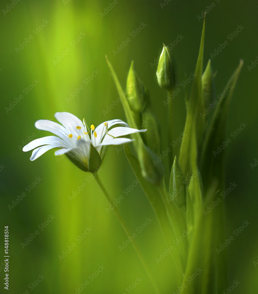 Surprisingly beautiful soft elegant white spring small flower with buds on a green background in the rays of sunlight macro. Beautiful exquisite graceful easy airy artistic image. - obrazy, fototapety, plakaty 