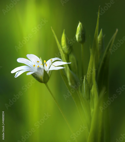 Fototapeta Naklejka Na Ścianę i Meble -  Surprisingly beautiful soft elegant white spring small flower with buds on a green background in the rays of sunlight macro. Beautiful exquisite graceful easy airy artistic image.