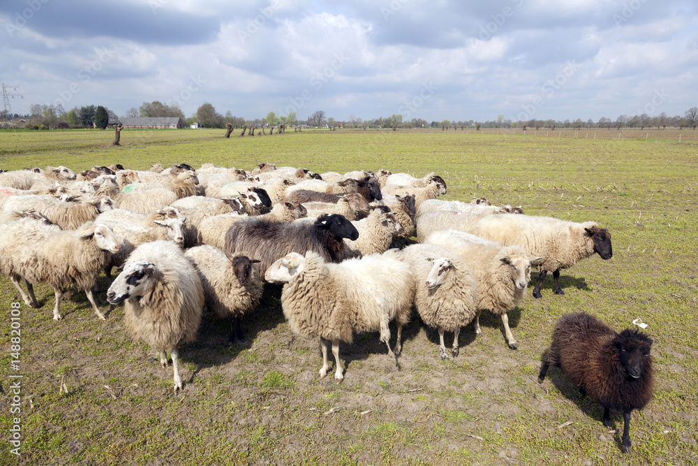 flock of sheep in dutch meadow near woudenberg in the province of utrecht