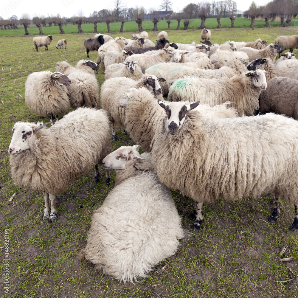Φωτογραφία flock of sheep in dutch meadow near woudenberg in the province of utrecht