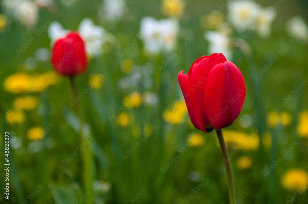Very beautiful Tulips after the spring rain Very beautiful Tulips after the spring rain