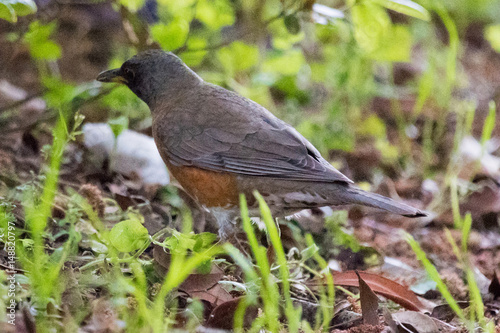 野鳥　アカハラ