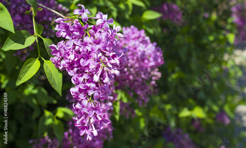 Lilac blooms on a bush with green leaves
