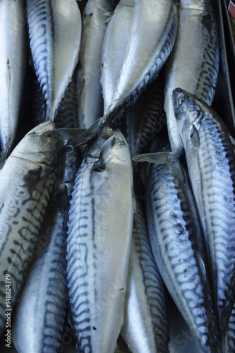 fish, mackerel, sea, food, fresh, seafood, healthy, market, raw, fishing, diet, cooking, cuisine, meal, health