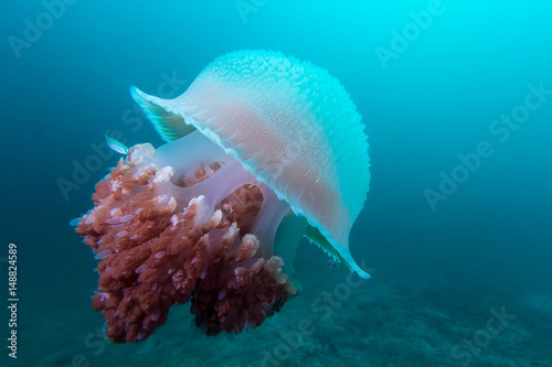 Photography Jelly fish under the deep
