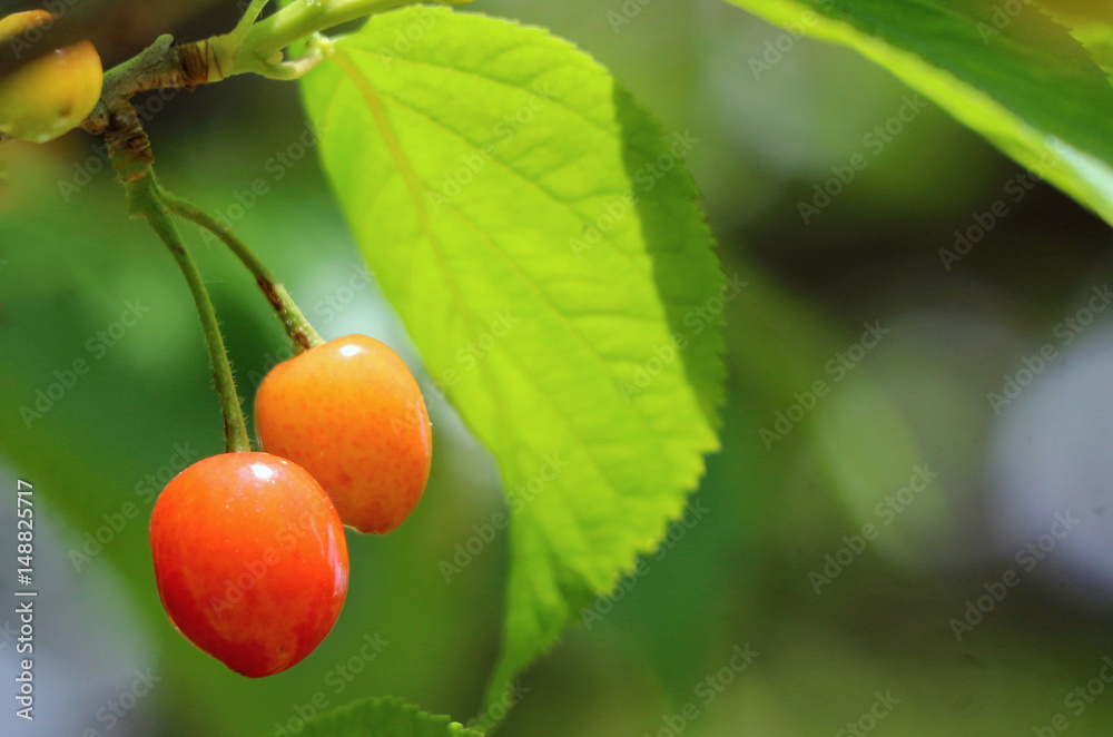 close up on japanese cherries on blurred green background close up on japanese cherries on blurred green background